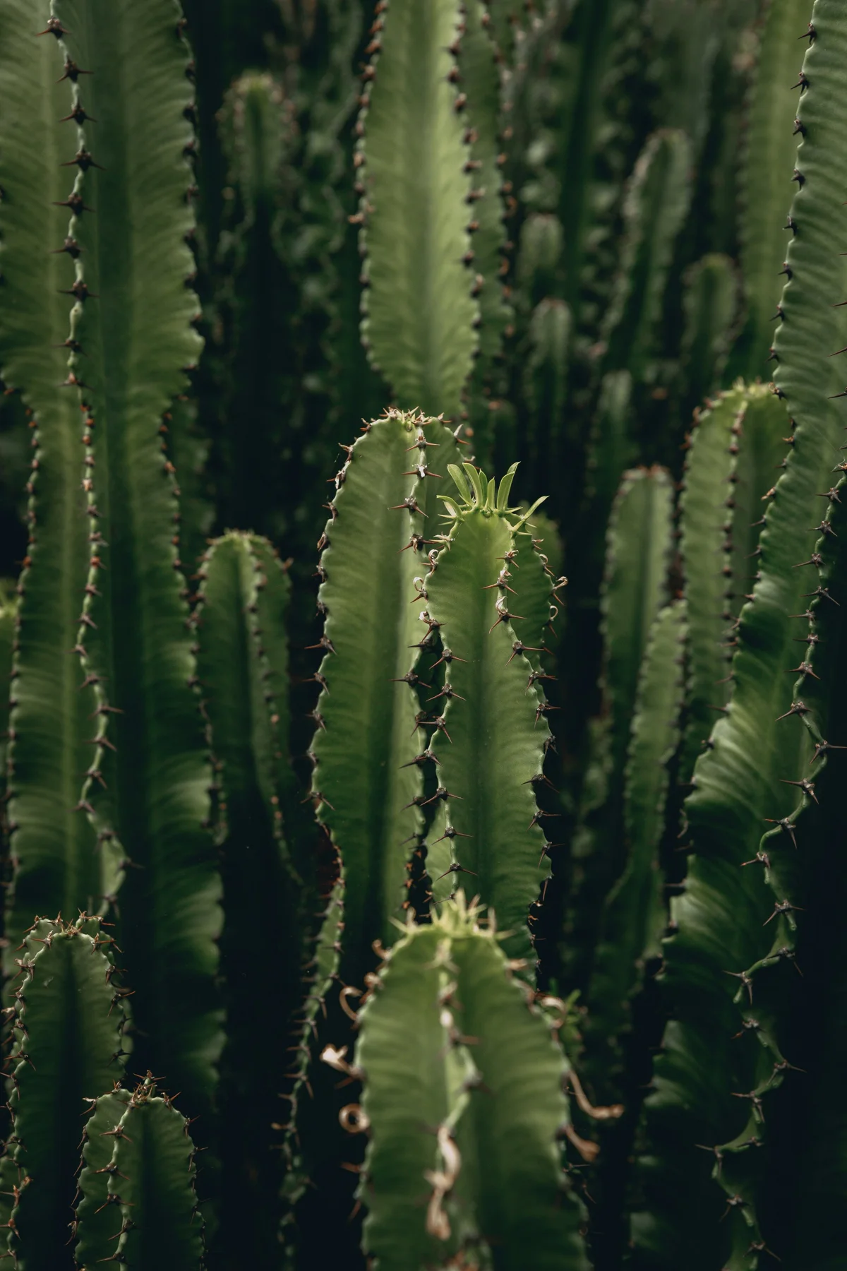 Tall green cacti